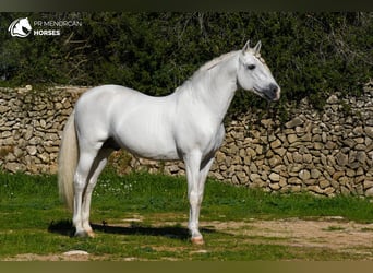 PRE Mix, Stallone, 12 Anni, 162 cm, Bianco