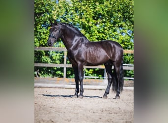 PRE Mix, Stallone, 12 Anni, 163 cm, Morello