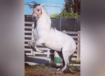 PRE Mix, Stallone, 12 Anni, 164 cm, Bianco