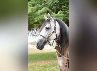 PRE Mix, Stallone, 12 Anni, 164 cm, Grigio