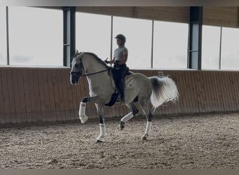 PRE, Stallone, 12 Anni, 164 cm, Grigio