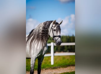 PRE, Stallone, 12 Anni, 164 cm, Grigio