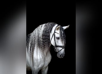 PRE, Stallone, 12 Anni, 164 cm, Grigio