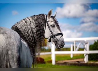 PRE, Stallone, 12 Anni, 164 cm, Grigio
