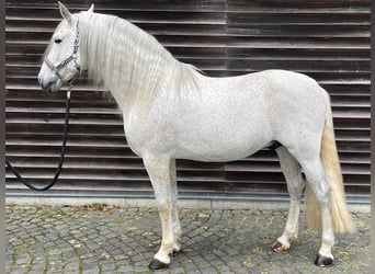 PRE, Stallone, 12 Anni, 165 cm, Grigio trotinato