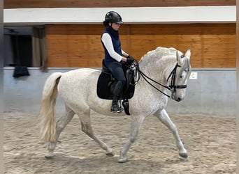 PRE, Stallone, 12 Anni, 165 cm, Grigio trotinato