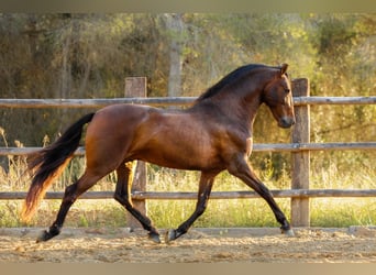 PRE Mix, Stallone, 12 Anni, 166 cm, Baio