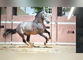 PRE Mix, Stallone, 12 Anni, 173 cm, Grigio