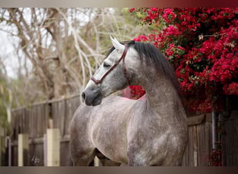 PRE Mix, Stallone, 12 Anni, 173 cm, Grigio