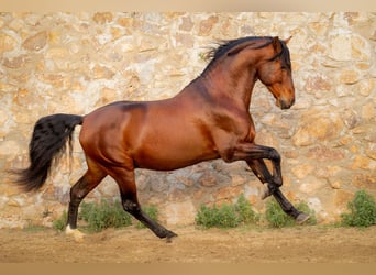 PRE Mix, Stallone, 12 Anni, 174 cm, Baio scuro