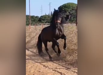 PRE, Stallone, 12 Anni, 174 cm, Morello