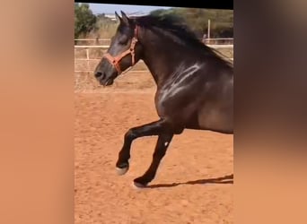 PRE, Stallone, 12 Anni, 174 cm, Morello