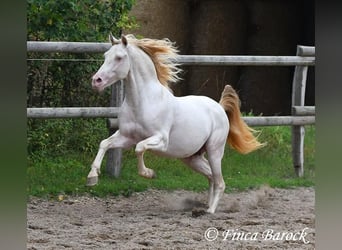 PRE, Stallone, 13 Anni, 152 cm, Perlino