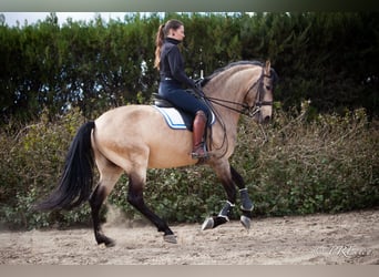 PRE Mix, Stallone, 13 Anni, 160 cm, Falbo