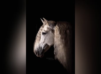 PRE, Stallone, 13 Anni, 163 cm, Grigio