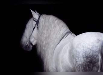 PRE, Stallone, 13 Anni, 163 cm, Grigio