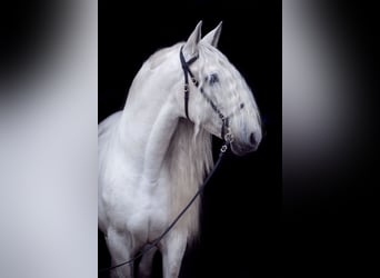 PRE, Stallone, 13 Anni, 163 cm, Grigio