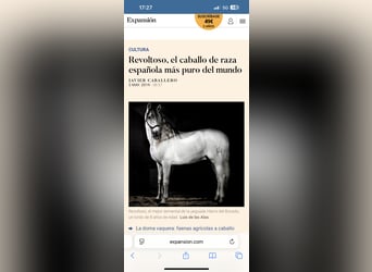 PRE, Stallone, 13 Anni, 165 cm, Grigio