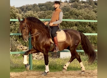 PRE Mix, Stallone, 13 Anni, 168 cm, Sauro scuro