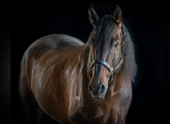 PRE, Stallone, 13 Anni, 169 cm, Baio scuro