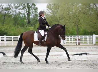 PRE, Stallone, 13 Anni, 169 cm, Baio scuro