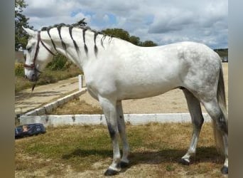 PRE Mix, Stallone, 13 Anni, 170 cm, Grigio