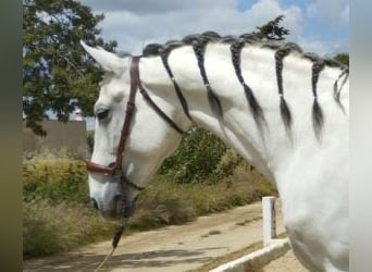 PRE Mix, Stallone, 13 Anni, 170 cm, Grigio