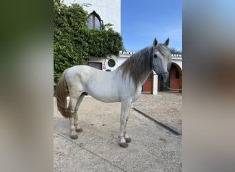 PRE, Stallone, 13 Anni, 172 cm, Grigio