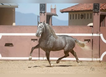 PRE, Stallone, 13 Anni, Grigio