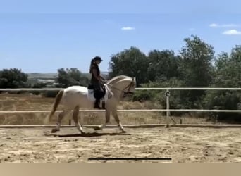 PRE, Stallone, 14 Anni, 159 cm, Perlino