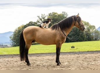 PRE, Stallone, 14 Anni, 160 cm, Pelle di daino