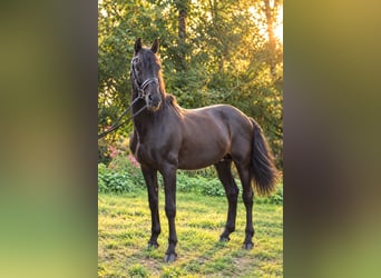PRE, Stallone, 14 Anni, 163 cm, Morello