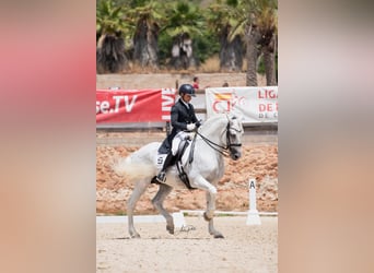 PRE, Stallone, 14 Anni, 165 cm, Grigio