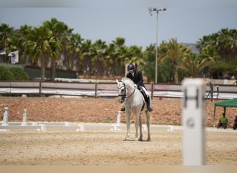 PRE, Stallone, 14 Anni, 165 cm, Grigio