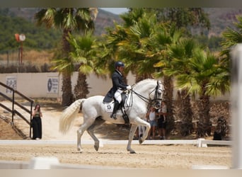 PRE, Stallone, 14 Anni, 165 cm, Grigio