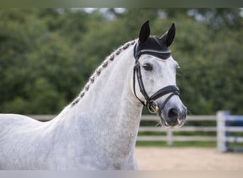 PRE, Stallone, 15 Anni, 162 cm, Bianco
