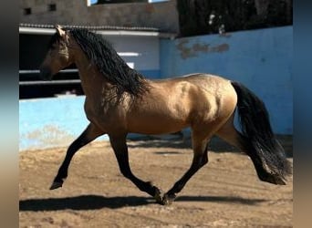 PRE Mix, Stallone, 15 Anni, 164 cm, Overo-tutti i colori