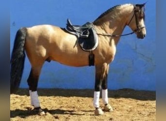 PRE Mix, Stallone, 15 Anni, 164 cm, Overo-tutti i colori