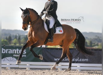 PRE Mix, Stallone, 15 Anni, 171 cm, Baio