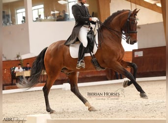 PRE Mix, Stallone, 15 Anni, 171 cm, Baio