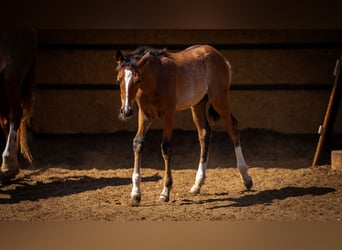 PRE Mix, Stallone, 1 Anno, 130 cm, Rabicano