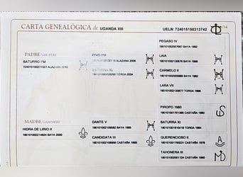 PRE Mix, Stallone, 1 Anno, 140 cm, Perlino
