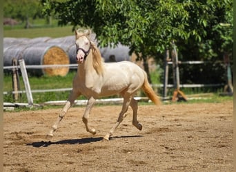 PRE Mix, Stallone, 1 Anno, 140 cm, Perlino