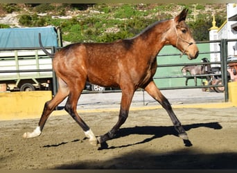 PRE Mix, Stallone, 1 Anno, 144 cm, Falbo