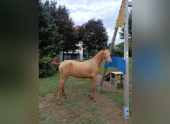 PRE Mix, Stallone, 1 Anno, 146 cm, Champagne