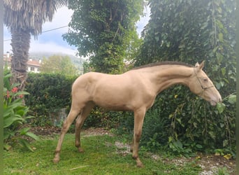 PRE Mix, Stallone, 1 Anno, 146 cm, Champagne