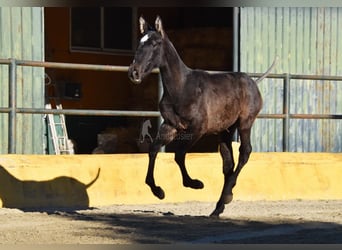 PRE Mix, Stallone, 1 Anno, 146 cm, Grigio