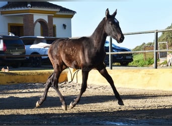 PRE Mix, Stallone, 1 Anno, 146 cm, Grigio