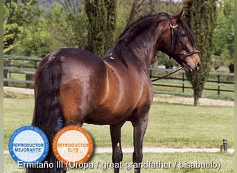 PRE Mix, Stallone, 1 Anno, 146 cm, Morello