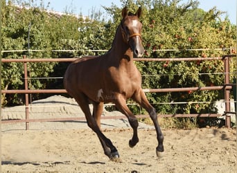 PRE, Stallone, 1 Anno, 148 cm, Grigio